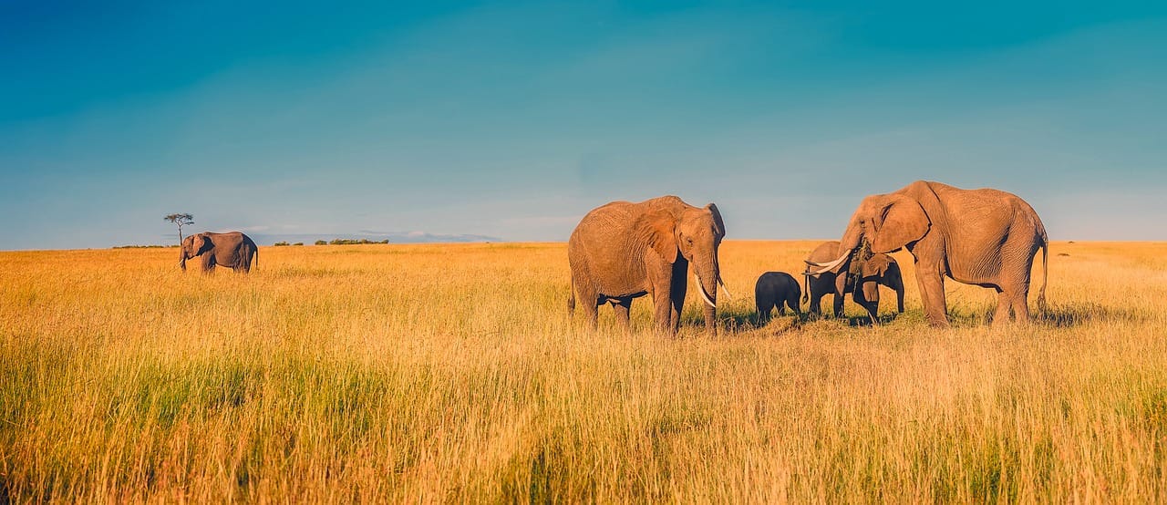 africa, panorama, elephants