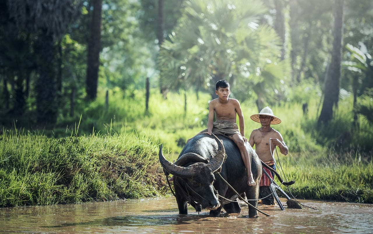 buffalo, riding, agriculture