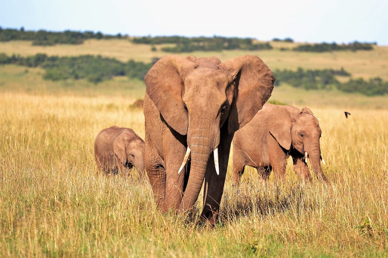 animals, elephants, kenya