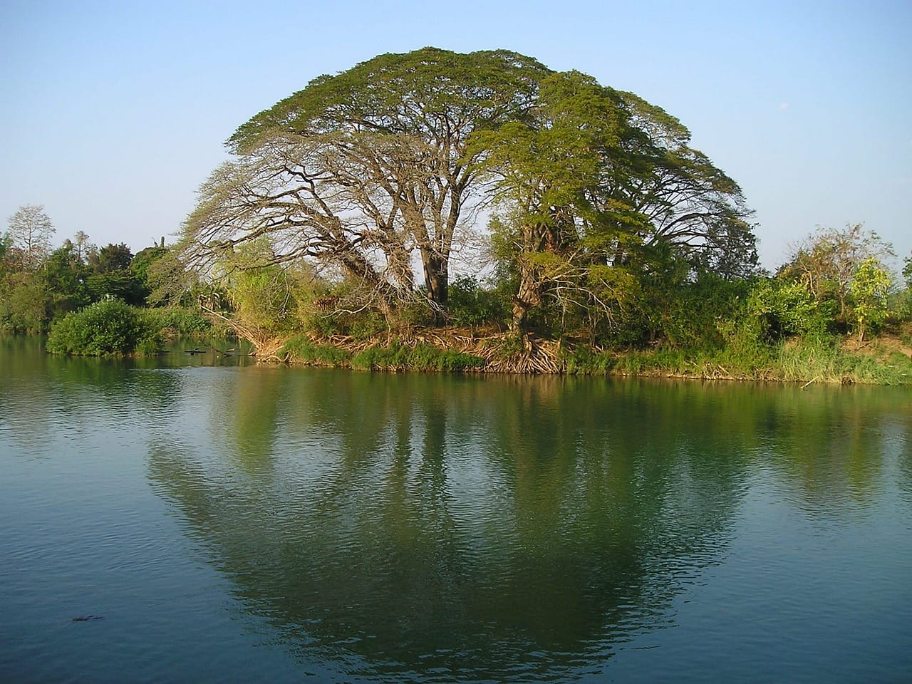 laos, tree, water
