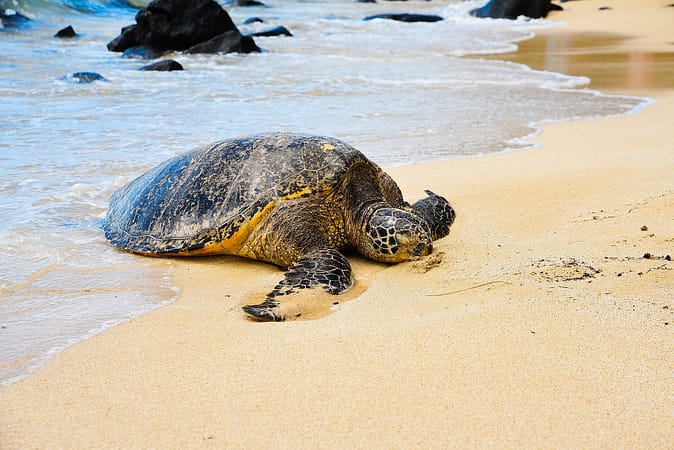turtle, beach, water